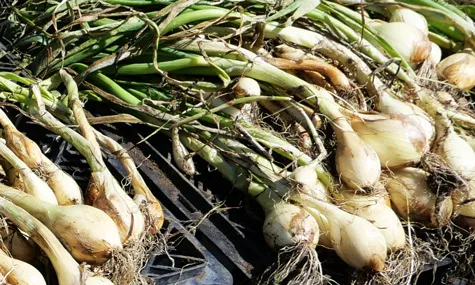 収穫したペコロス